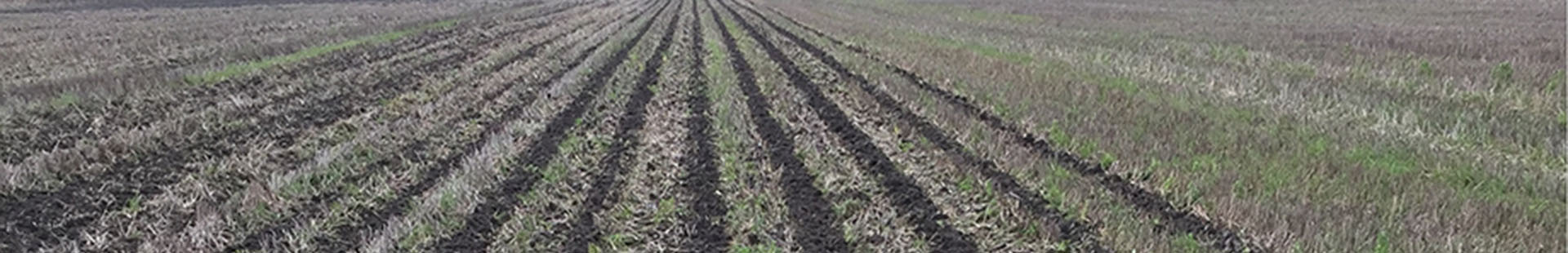 Blade Plow
